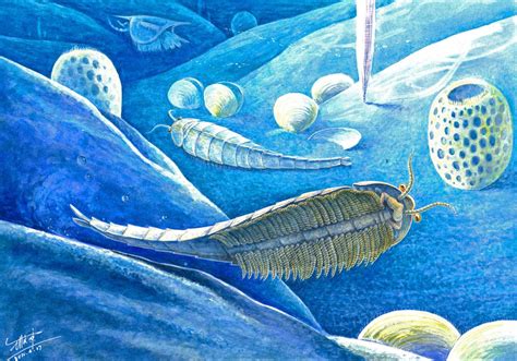 cambrian animals alive today